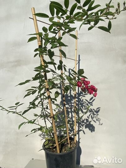 Роза Альберих