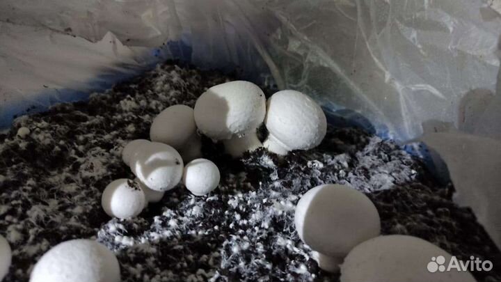 Субстрат, компост Шампиньонов