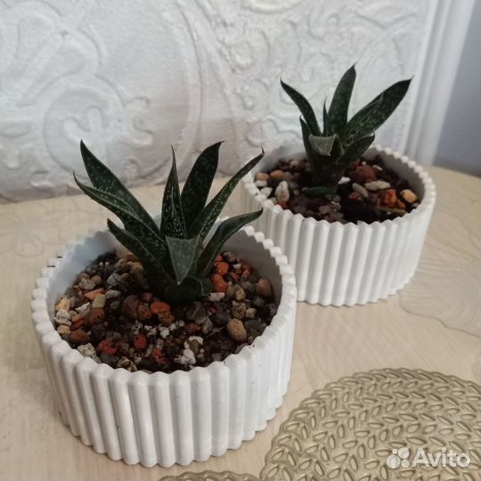 Суккуленты