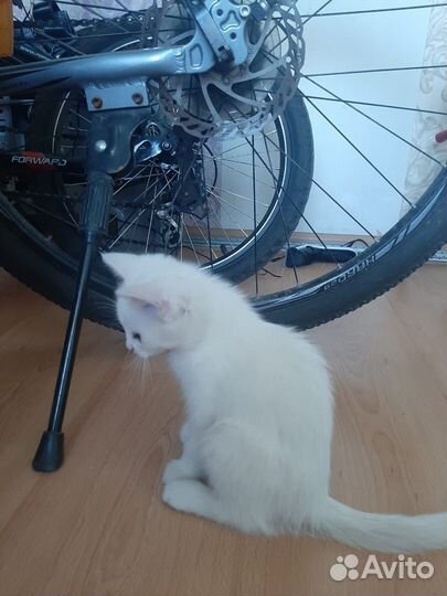 Маленькие котята 3 недели