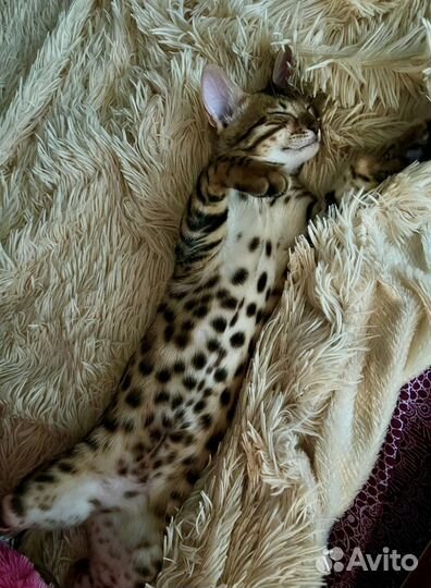 Бенгальские котята