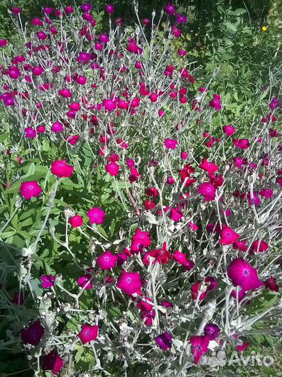 Лихнис корончатый, серебристый