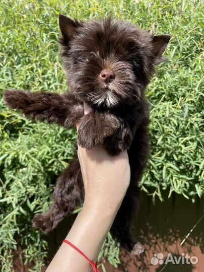 Шоколадный мини йорк