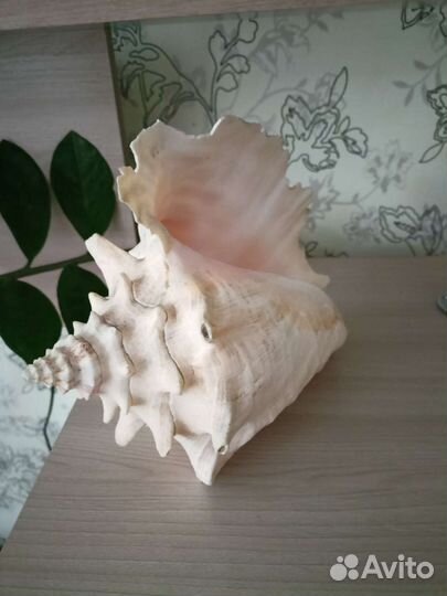 Морская раковина