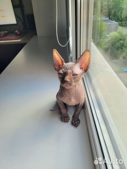 Мальчик котенок канадский сфинкс