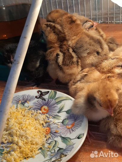Цыплята несушки