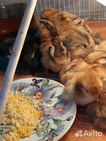 Цыплята несушки