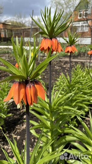 Рябчик императорский оранжевый (луковицы)