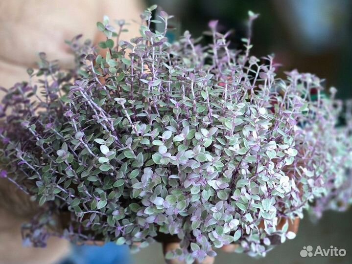 Кализия розовая пантера