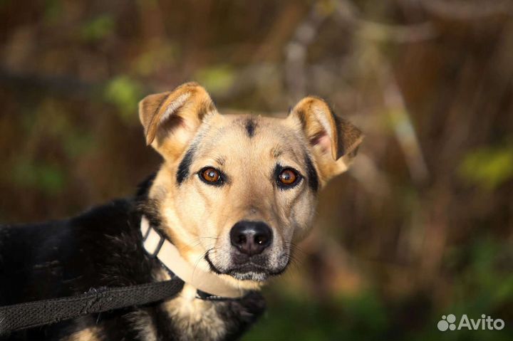 Малышка Аманда