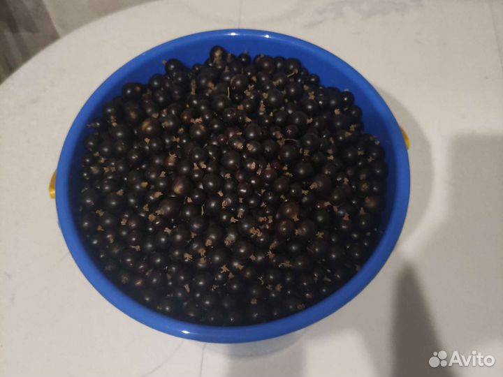 Черная смородина ягода свежая