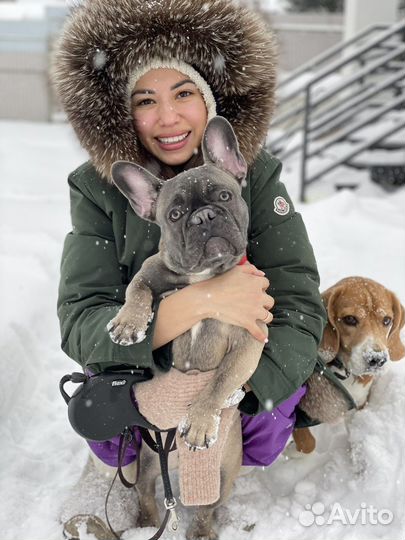 Профессиональная передержка собак