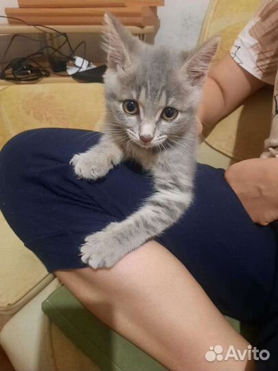 Кошка в дар бесплатно