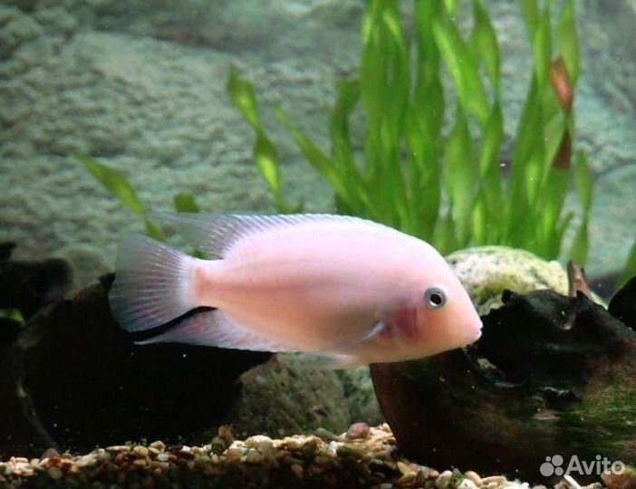 Цихлозома розовый фламинго