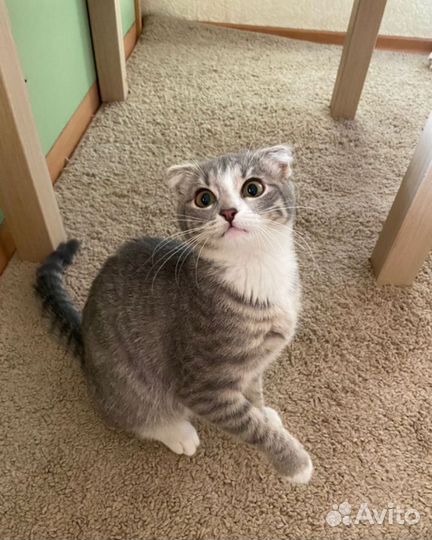 Шатланская вислоухая