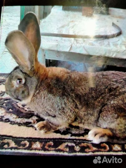 Продаются крольчихи