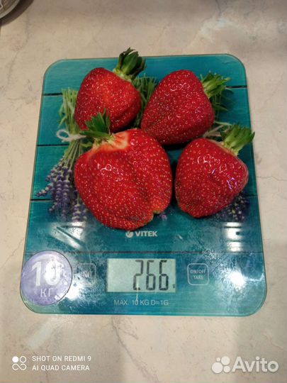 Рассада клубники