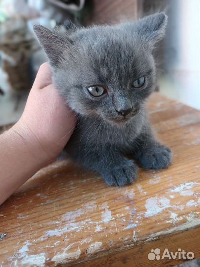 Кошка в дар