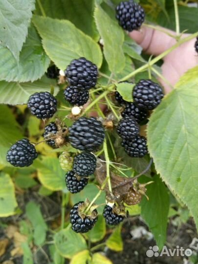 Ежевика, саженцы. Ремонтантная