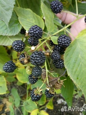 Ежевика, саженцы. Ремонтантная