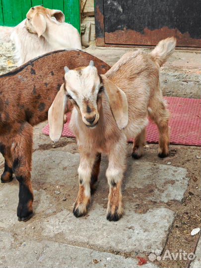 Козочки Козлики Козы дойные