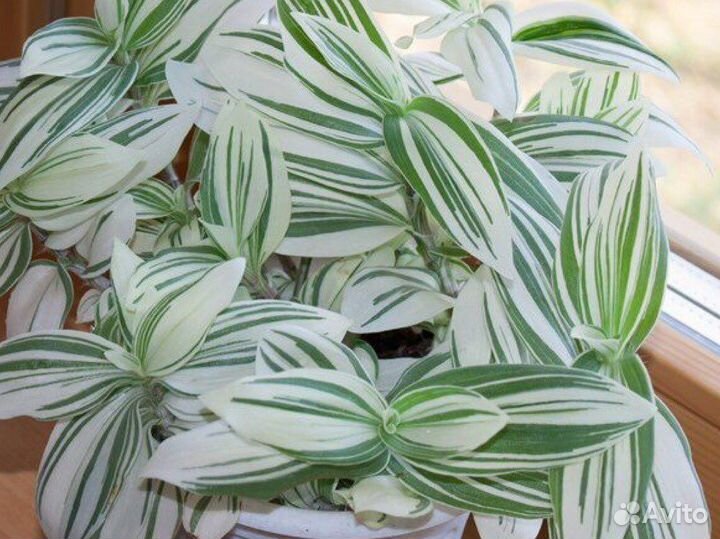 Альбифлора