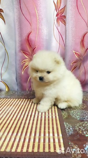 Щенки от питомника