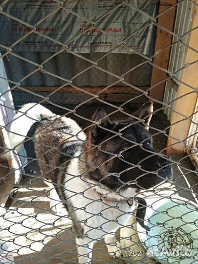 Вязка Американская Акита