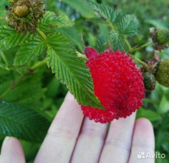 Тибетская малина саженцы