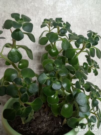 Аихризон/Алоэ