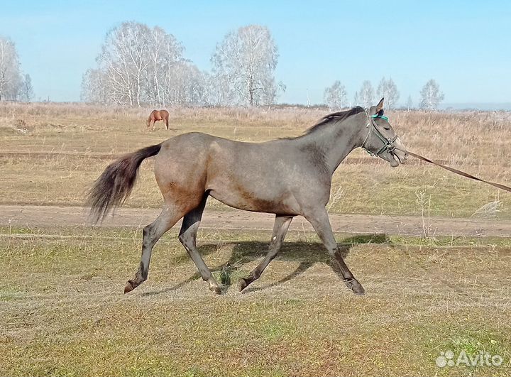 Чкв кобылка