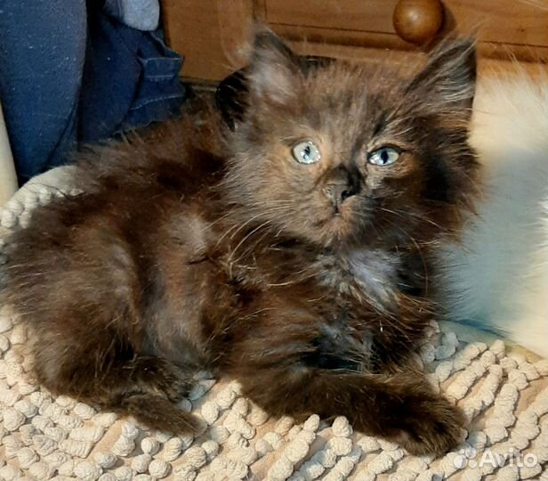 Котята в добрые руки бесплатно