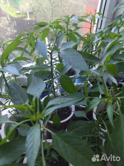 Перец комнатный сладкий и острый