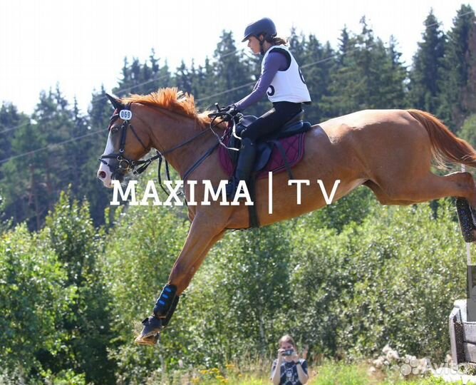 Продажа лошадей