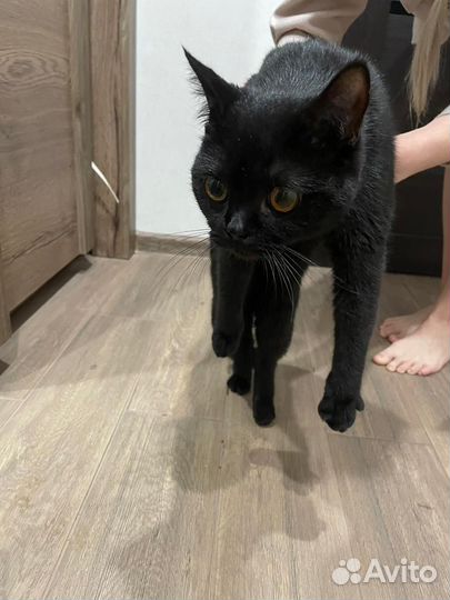 Чёрная кошка