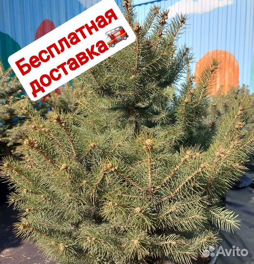 Ели живые от 2.5м