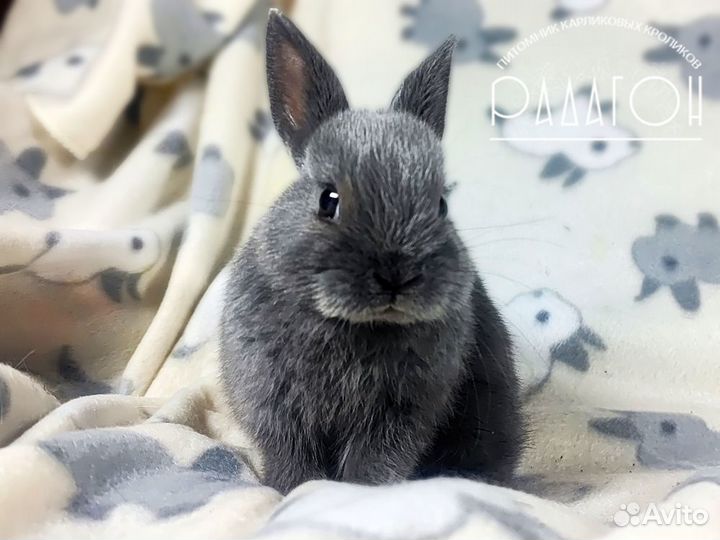 Карликовый мини кролик