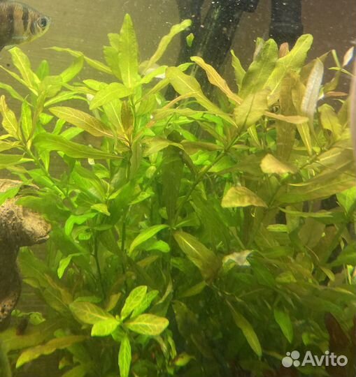 Аквариумные растения