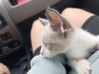 Тайский кот объявление продам