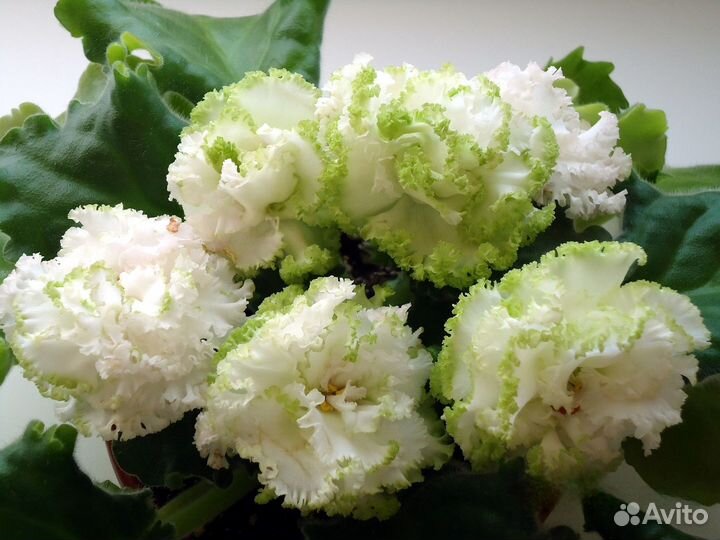 Фиалка Изумрудные розы