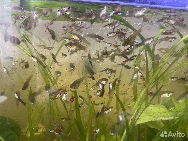 Рыбки гуппи