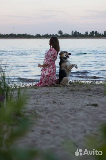 Дрессировка и передержка собак