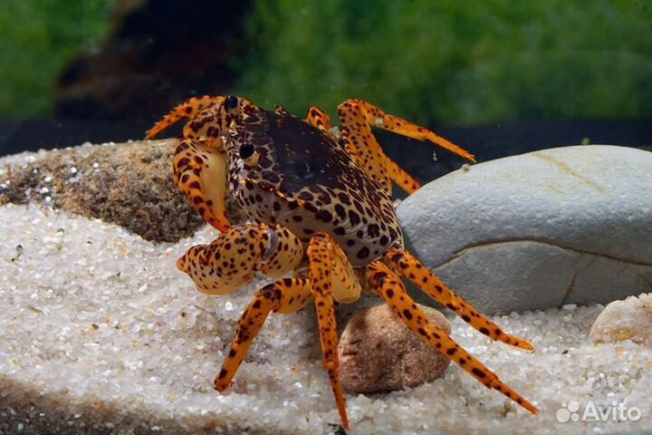 Тетрадон, Корбикулы, Раки +