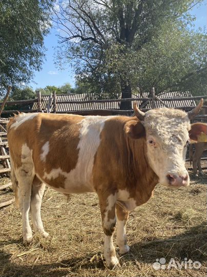 Бычок 1,6 г и телки 1,3-1,4 г