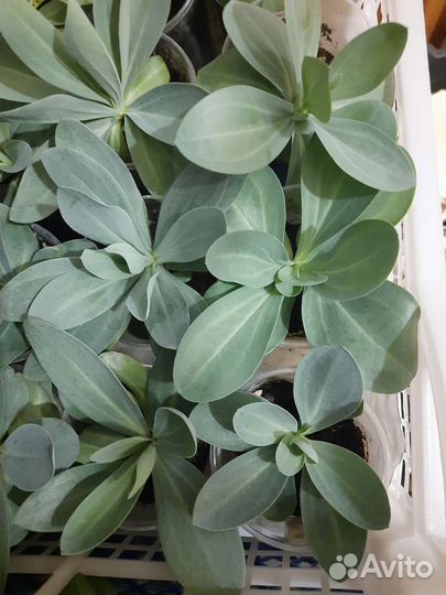 Эустома (лизиантус) рассада