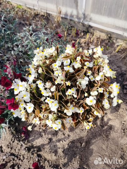 Бегония вечноцветущая