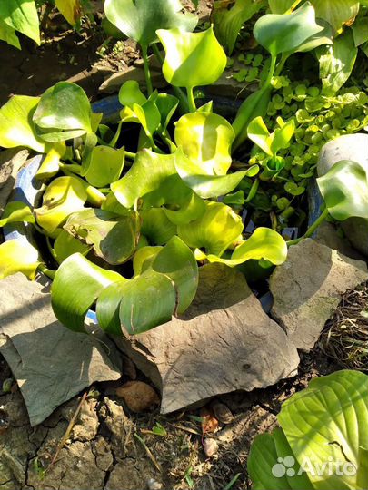 Водяной гиацинт