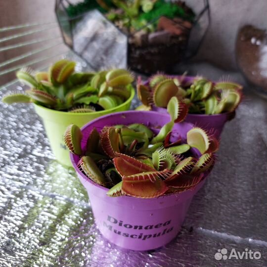 Венерина мухоловка