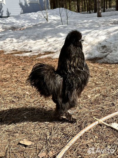 Петух Китайский шелковый