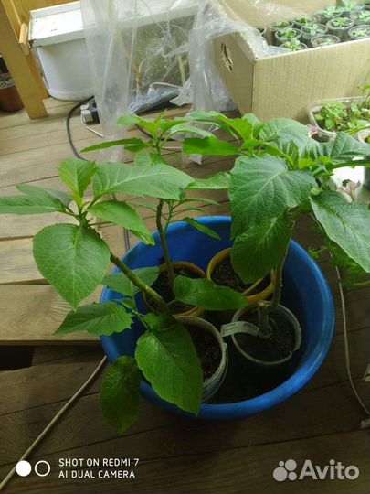 Бругмансия персиковая